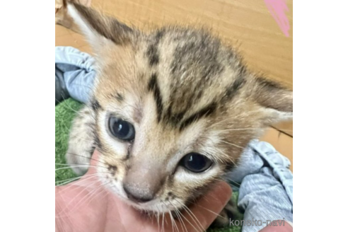 成約済の福岡県のベンガル-50174の4枚目